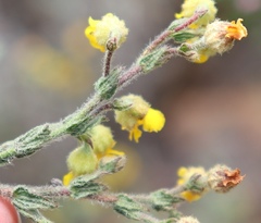 Hermannia stipulacea