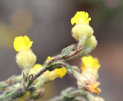 Hermannia stipulacea