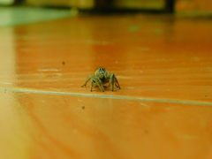 Phidippus bidentatus