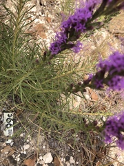 Liatris punctata nebraskana