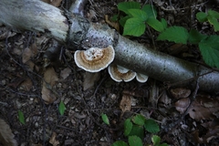 Trametes versicolor