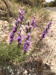 Liatris punctata nebraskana
