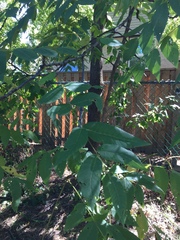 Juglans nigra