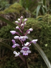 Cynorkis squamosa
