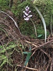 Cynorkis squamosa