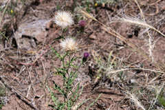 Cirsium wheeleri