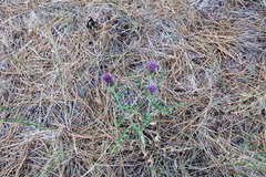Cirsium wheeleri