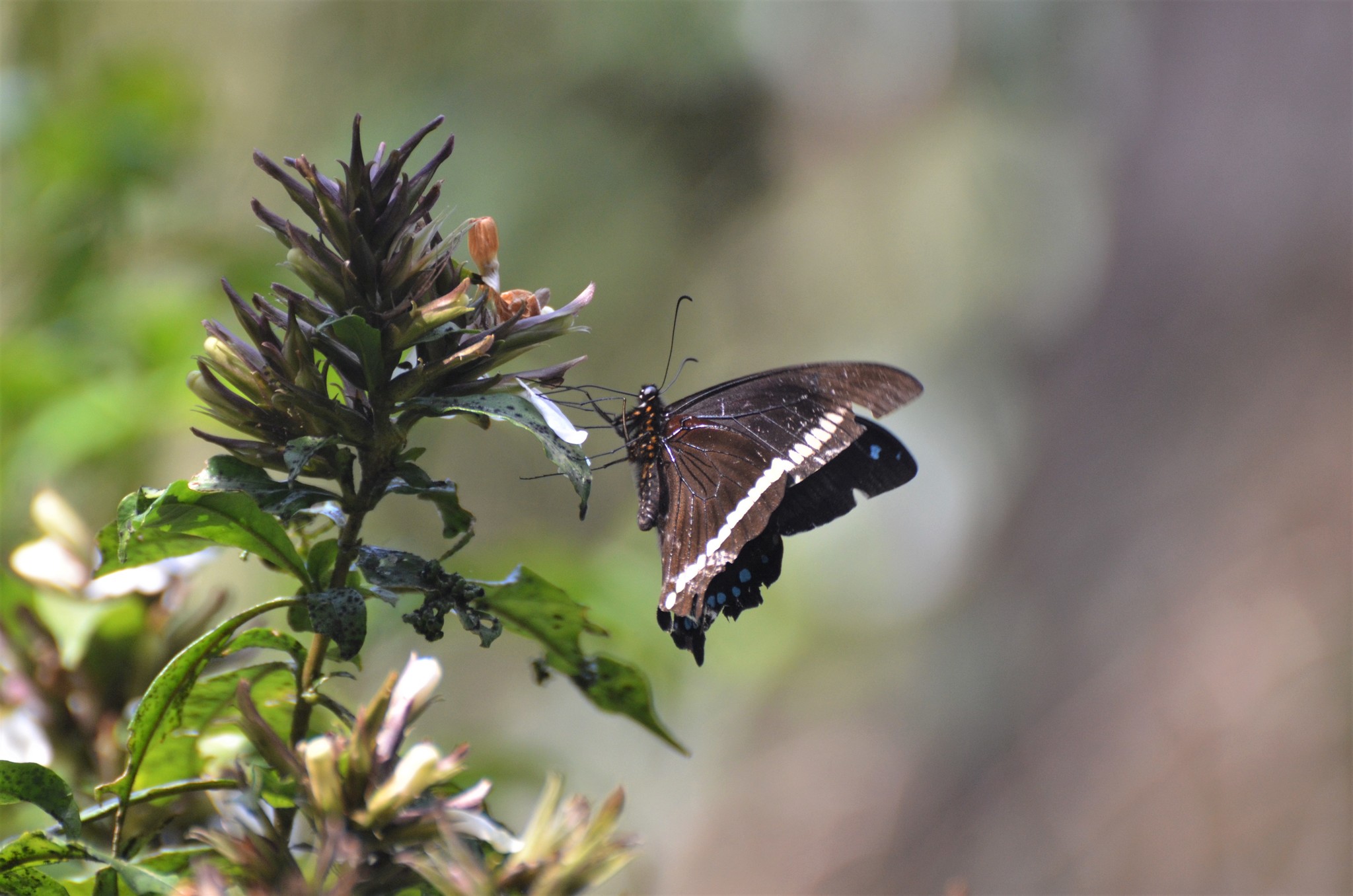 Papilio chrapkowskii Suffert, 1904
