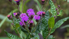 Vernonia greggii