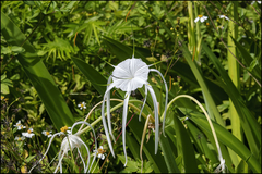 Hymenocallis tridentata