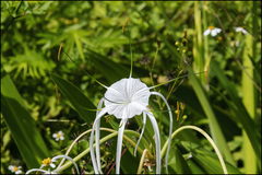 Hymenocallis tridentata