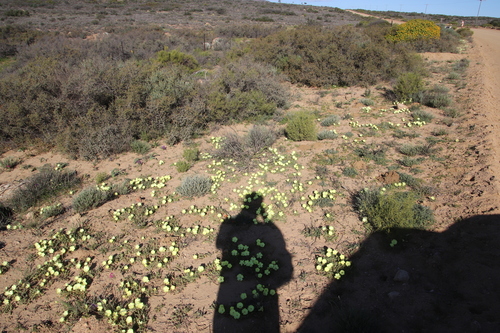 Image of Grielum humifusum by (c) Tony Rebelo, some rights reserved (CC BY-SA)