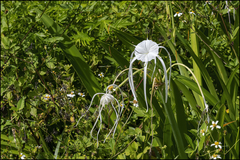 Hymenocallis tridentata
