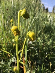 Senecio bigelovii