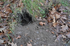 Nyctereutes procyonoides