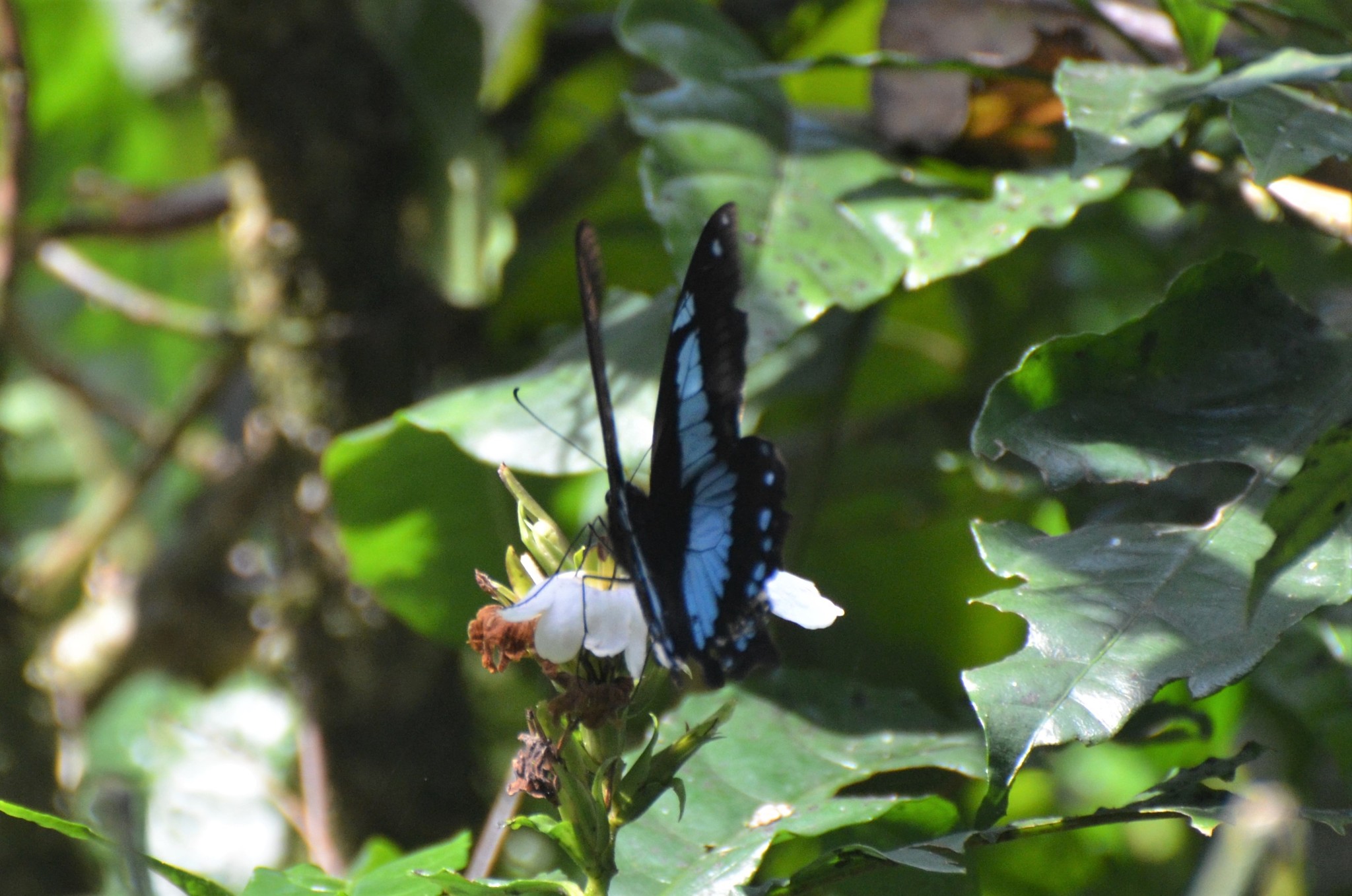 Papilio chrapkowskii Suffert, 1904