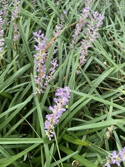 Liriope