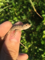 Sceloporus olivaceus