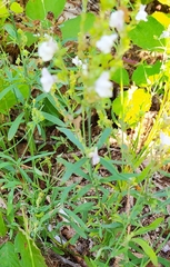 Linaria repens