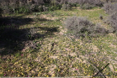 Romulea citrina