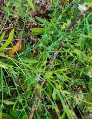 Linaria repens