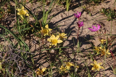 Romulea citrina