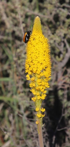 Image of Bulbinella latifolia by (c) Tony Rebelo, some rights reserved (CC BY-SA)