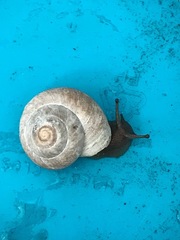Oreohelix strigosa depressa