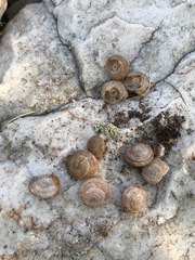 Oreohelix strigosa depressa