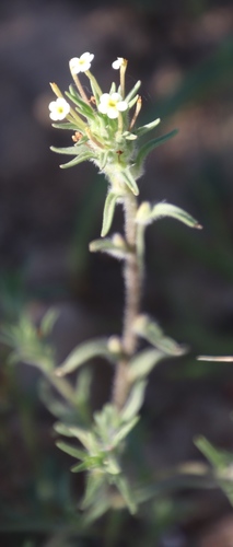 Image of Zaluzianskya benthamiana by (c) Tony Rebelo, some rights reserved (CC BY-SA)