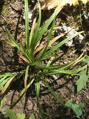 Carex arctata
