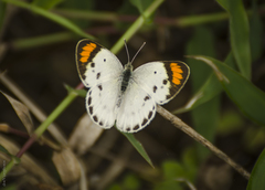 Colotis etrida
