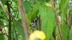 Syngrapha rectangula
