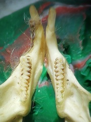 Microtus lusitanicus