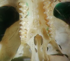 Microtus lusitanicus