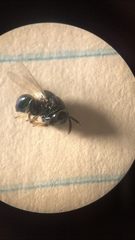 Perilampidae