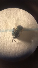 Perilampidae