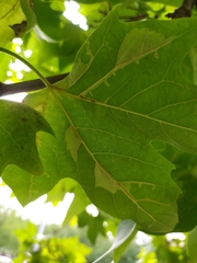 Phyllonorycter platani