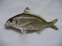 Eucinostomus currani