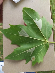 Phyllonorycter platani