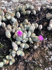 Braunsia maximilianii