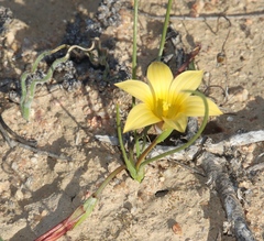 Romulea citrina