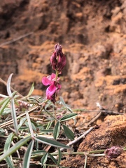 Indigofera intermedia