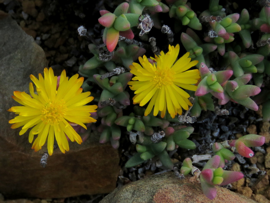 Chasmatophyllum stanleyi