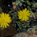 Chasmatophyllum stanleyi - Photo (c) Gigi Laidler, some rights reserved (CC BY-NC), uploaded by Gigi Laidler