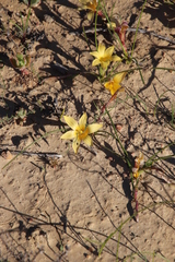 Romulea citrina