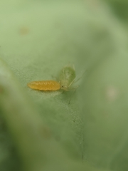 Aphidoletini