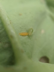 Aphidoletini