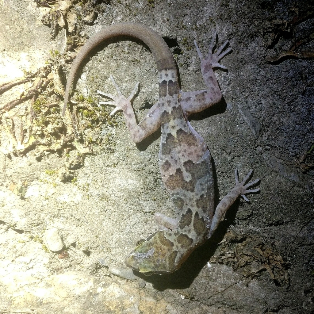 Banded Bent-toed Gecko