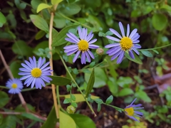 Aster indicus